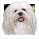 white havanese dog art and dog headshots, havanese dog pop art prints, dog paintings, dog portraits, dog headshots and pet prints in colorful original havanese dog art and fine art dog prints by artists Jane Billman and Gregg Billman