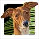 fawn and white italian greyhound dog art and dog headshots, italian greyhound dog pop art prints, dog paintings, dog portraits and dog headshots pet portraits in colorful original italian greyhound dog art and fine art dog prints by artists Jane Billman and Gregg Billman