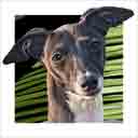 grey and white italian greyhound dog art and dog headshots, italian greyhound dog pop art prints, dog paintings, dog portraits and dog headshots pet portraits in colorful original italian greyhound dog art and fine art dog prints by artists Jane Billman and Gregg Billman