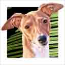 light fawn and white italian greyhound dog art and dog headshots, italian greyhound dog pop art prints, dog paintings, dog portraits and dog headshots pet portraits in colorful original italian greyhound dog art and fine art dog prints by artists Jane Billman and Gregg Billman