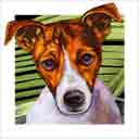 jack russell dog art and dog headshots, jack russell dog pop art prints, dog paintings, dog portraits and dog headshots pet prints in colorful original jack russell dog art and fine art dog prints by artists Jane Billman and Gregg Billman