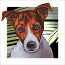 jack russell dog art and dog headshots, jack russell dog pop art prints, dog paintings, dog portraits and dog headshots pet prints in colorful original jack russell dog art and fine art dog prints by artists Jane Billman and Gregg Billman