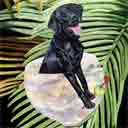 black labrador retriever dog art and wine dogs, labrador retriever dog pop art, dog paintings, party dogs and wine pet portraits in colorful original labrador retriever dog art and fine art labrador retriever dog prints by artist Jane Billman and Gregg Billman