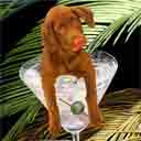lab dog art and martini dogs, lab dog pop art, dog paintings, party dogs and martini pet portraits in colorful original lab dog art and lab fine art dog prints by artists Jane Billman and Gregg Billman