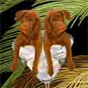 labs dog art and martini dogs, labs dog pop art, dog paintings, party dogs and martini pet portraits in colorful original labs dog art and labs fine art dog prints by artists Jane Billman and Gregg Billman