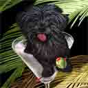 black lhasa apso art, black lhasa apso pop art dog prints, black lhasa apso paintings, pet portraits and dog prints in colorful original dog art and fine art dog prints by artists Jane Billman and Gregg Billman
