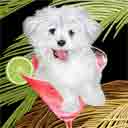 maltese dog art and cosmopolitan dogs, maltese dog pop art, dog paintings, party dogs and cosmopolitan pet portraits in colorful original maltese dog art and fine art dog prints by artist Jane Billman and Gregg Billman
