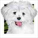 maltese puppy cut dog art and dog headshots, maltese dog pop art prints, dog paintings, dog portraits and dog headshots pet prints in colorful original maltese dog art and fine art dog prints by artists Jane Billman and Gregg Billman