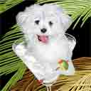 maltese puppy cut dog art and martini dogs, maltese dog pop art prints, dog paintings, party dogs and martini pet portraits in colorful original maltese dog art and fine art dog prints by artists Jane Billman and Gregg Billman