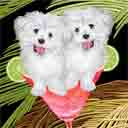 two maltese dog art and cosmopolitan dogs, maltese dog pop art, dog paintings, party dogs and cosmopolitan pet portraits in colorful original maltese dog art and fine art dog prints by artist Jane Billman and Gregg Billman