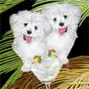 puppy cut maltese dog art and martini dogs, maltese dog pop art, dog paintings, party dogs and martini pet portraits in colorful original maltese dog art and fine art dog prints by artists Jane Billman and Gregg Billman