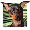 miniature pinscher dog art and dog headshots, miniature pinscher dog pop art prints, dog paintings, pet portraits and dog headshots pet portraits in colorful original miniature pinscher dog art and fine art dog prints by artists Jane Billman and Gregg Billman