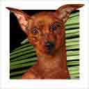 red miniature pinscher dog art and dog headshots, miniature pinscher dog pop art prints, dog paintings, pet portraits and dog headshots pet portraits in colorful original miniature pinscher dog art and fine art dog prints by artists Jane Billman and Gregg Billman