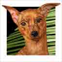 red miniature pinscher dog art and dog headshots, miniature pinscher dog pop art prints, dog paintings, pet portraits and dog headshots pet portraits in colorful original miniature pinscher dog art and fine art dog prints by artists Jane Billman and Gregg Billman