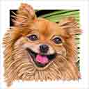 pomeranian dog art and dog headshots, pomeranian dog pop art prints, dog paintings, dog portraits and dog headshots pet prints in colorful original pomeranian dog art and fine art pomeranian dog prints by artists Jane Billman and Gregg Billman