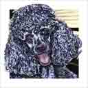 poodle dog art and dog headshots, poodle dog pop art prints, dog paintings, dog portraits and dog headshots pet prints in colorful original poodle dog art and fine art poodle dog prints by artists Jane Billman and Gregg Billman