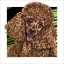 poodle dog art and dog headshots, poodle dog pop art prints, dog paintings, dog portraits and dog headshots pet prints in colorful original poodle dog art and fine art poodle dog prints by artists Jane Billman and Gregg Billman