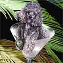 grey poodle dog art and martini dogs, grey poodle dog pop art, dog paintings, party dogs and martini pet portraits in colorful original poodle dog art and fine art grey poodle dog prints by artists Jane Billman and Gregg Billman