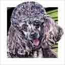 poodle dog art and dog headshots, poodle dog pop art prints, dog paintings, dog portraits and dog headshots pet prints in colorful original poodle dog art and fine art poodle dog prints by artists Jane Billman and Gregg Billman
