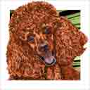 red poodle dog art and dog headshots, red poodle dog pop art prints, dog paintings, dog portraits and dog headshots pet prints in colorful original red poodle dog art and fine art poodle dog prints by artists Jane Billman and Gregg Billman
