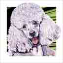 poodle dog art and dog headshots, poodle dog pop art prints, dog paintings, dog portraits and dog headshots pet prints in colorful original poodle dog art and fine art poodle dog prints by artists Jane Billman and Gregg Billman