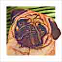 pug dog art and dog headshots, pug dog pop art prints, dog paintings, dog portraits and dog headshots pet prints in colorful original pug dog art and fine art pug dog prints by artists Jane Billman and Gregg Billman