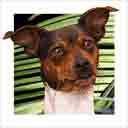 rat terrier dog art and dog headshots, rat terrier dog pop art prints, dog paintings, dog portraits and dog headshots pet prints in colorful original rat terrier dog art and fine art rat terrier dog prints by artists Jane Billman and Gregg Billman