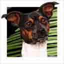 tricolor rat terrier dog art and dog headshots, rat terrier dog pop art prints, dog paintings, dog portraits and dog headshots pet prints in colorful original rat terrier dog art and fine art rat terrier dog prints by artists Jane Billman and Gregg Billman