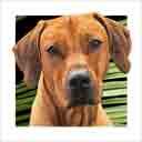 rhodesian ridgeback dog art and dog headshots, rhodesian ridgeback dog pop art prints, dog paintings, pet portraits, dog headshots and dog prints in colorful original rhodesian ridgeback dog art and fine art dog prints by artists Jane Billman and Gregg Billman