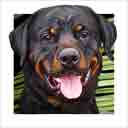rottweiler dog art and dog headshots, rottweiler dog pop art prints, dog paintings, dog portraits and dog headshots pet prints in colorful original rottweiler dog art and fine art rottweiler dog prints by artists Jane Billman and Gregg Billman