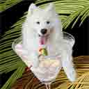samoyed dog art and martini dogs, samoyed dog pop art, dog paintings, party dogs and martini pet portraits in colorful original samoyed dog art and fine art samoyed dog prints by artists Jane Billman and Gregg Billman