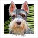 schnauzer grey with cream face dog art and dog headshots, schnauzer dog pop art prints, dog paintings, dog portraits and dog headshots pet prints in colorful original schnauzer dog art and fine art schnauzer dog prints by artists Jane Billman and Gregg Billman