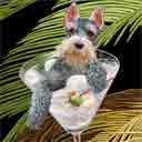 schnauzer grey with cream face dog art and martini dogs, schnauzer dog pop art, dog paintings, party dogs and martini pet portraits in colorful original schnauzer dog art and fine art schnauzer dog prints by artists Jane Billman and Gregg Billman