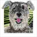 schnauzer dog art and dog headshots, schnauzer dog pop art prints, dog paintings, dog portraits and dog headshots pet prints in colorful original schnauzer dog art and fine art schnauzer dog prints by artists Jane Billman and Gregg Billman