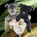 schnauzers dog art and dogs in a basket, schnauzers dog pop art, dog paintings, party dogs and martini pet portraits in colorful original schnauzers dog art and fine art schnauzers dog prints by artists Jane Billman and Gregg Billman