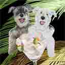 grey and white schnauzers dog art and dogs in a basket, schnauzers dog pop art, dog paintings, party dogs and martini pet portraits in colorful original schnauzers dog art and fine art schnauzers dog prints by artists Jane Billman and Gregg Billman