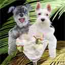 grey and white schnauzers dog art and dogs in a basket, schnauzers dog pop art, dog paintings, party dogs and martini pet portraits in colorful original schnauzers dog art and fine art schnauzers dog prints by artists Jane Billman and Gregg Billman