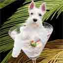 white schnauzer dog art and martini dogs, schnauzer dog pop art prints, dog paintings, dog portraits and martini pet portraits in colorful original schnauzer dog art and fine art dog prints by artists Jane Billman and Gregg Billman