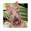 scottish terrier dog art and dog headshots, scottish terrier dog pop art prints, dog paintings, dog portraits and dog headshots pet prints in colorful original scottish terrier dog art and fine art dog prints by artists Jane Billman and Gregg Billman