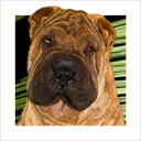 fawn shar pei dog art and dog headshots, shar pei dog pop art prints, dog paintings, dog portraits and dog headshots pet prints in colorful original shar pei dog art and fine art shar pei dog prints by artists Jane Billman and Gregg Billman