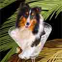 shetland sheepdog art, shetland sheepdog pop art dog prints, shetland sheepdog paintings, pet portraits and dog prints in colorful original dog art and fine art dog prints by artists Jane Billman and Gregg Billman