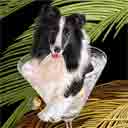 shetland sheepdog dog art and martini dogs, shetland sheepdog dog pop art, dog paintings, party dogs and martini pet portraits in colorful original shetland sheepdog dog art and fine art dog prints by artists Jane Billman and Gregg Billman