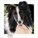 shetland sheepdog dog art and dog headshots, shetland sheepdog dog pop art prints, dog paintings, dog portraits and dog headshots pet prints in colorful original shetland sheepdog dog art and fine art dog prints by artists Jane Billman and Gregg Billman