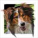 shetland sheepdog dog art and dog headshots, shetland sheepdog dog pop art prints, dog paintings, dog portraits and dog headshots pet prints in colorful original shetland sheepdog dog art and fine art dog prints by artists Jane Billman and Gregg Billman