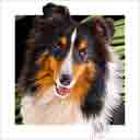 shetland sheepdog dog art and dog faces, shetland sheepdog dog pop art, dog paintings, party dogs and dog face pet portraits in colorful original shetland sheepdog dog art and fine art dog prints by artists Jane Billman and Gregg Billman