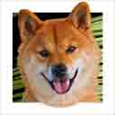 shiba inu dog art and dog headshots, shiba inu dog pop art prints, dog paintings, pet portraits, dog headshots and dog prints in colorful original shiba inu dog art and fine art dog prints by artists Jane Billman and Gregg Billman