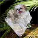 shih tzu dog art and martini dogs, shih tzu dog pop art, dog paintings, party dogs and martini pet portraits in colorful original shih tzu dog art and fine art shih tzu dog prints by artist Jane Billman and Gregg Billman