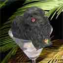 black shih tzu dog art and martini dogs, black shih tzu dog pop art, dog paintings, party dogs and martini pet portraits in colorful original black shih tzu dog art and fine art shih tzu dog prints by artist Jane Billman and Gregg Billman