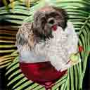 shih tzu black face dog art and wine dogs, black face shih tzu dog pop art, dog paintings, party dogs and wine pet portraits in colorful original black face shih tzu dog art and fine art black face shih tzu dog prints by artist Jane Billman and Gregg Billman