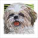 shih tzu dog art and dog headshots, shih tzu dog pop art prints, dog paintings, dog portraits and dog headshots pet prints in colorful original shih tzu dog art and fine art shih tzu dog prints by artists Jane Billman and Gregg Billman